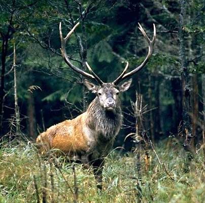 PARC ANIMALIER FOUGEROLLES - SAINT-VALBERT